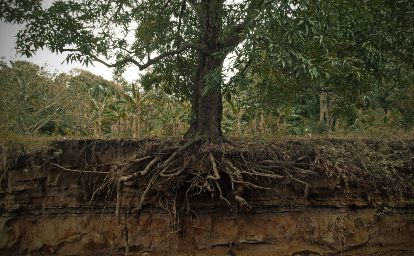 Roots and Branches: We Love to Pray!