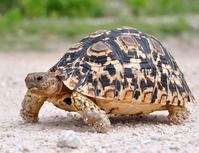 Be Patient, Oh Tortoise