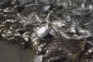 Gill_Net_Full_of_Fish
