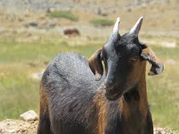photo of goat