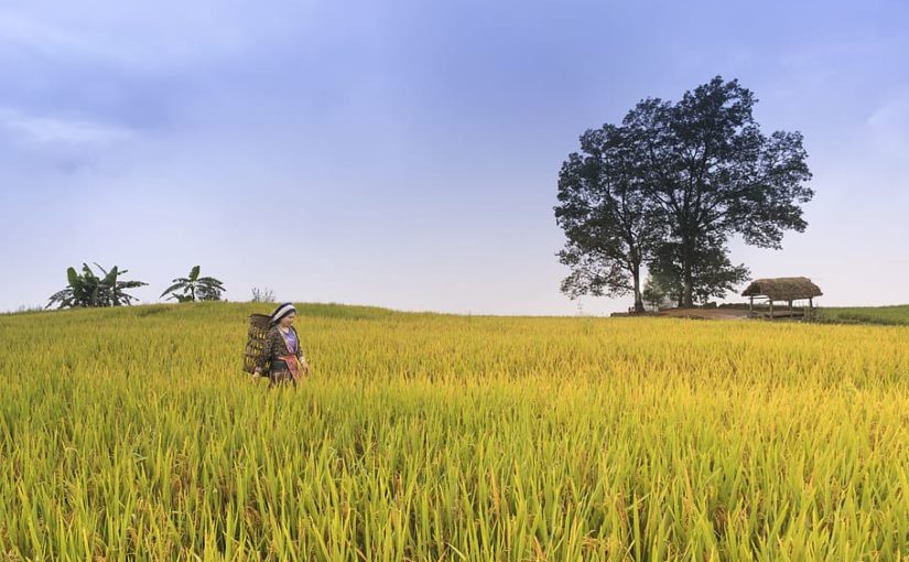 Parable of the Sower
