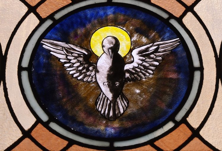 stained glass window featuring a white/grey dove surrounded by blue and brown.