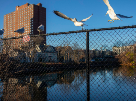 Fence in foreground with seagulls. Pond behind fence, with housing development and houses at rear of pond.